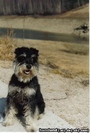 Zwergschnauzer Balu von der Mutterbuche