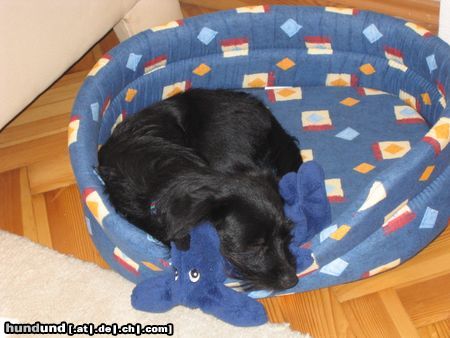 Zwergschnauzer Raven mit Schmusehund