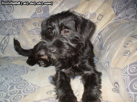 Zwergschnauzer