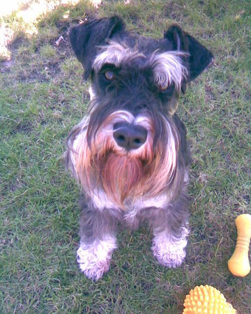 Zwergschnauzer Oskar von den kleinen Strolchen beim Bravgucken!