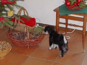 Zwergschnauzer Weihnachtsüberraschung 2002 