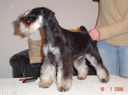 Zwergschnauzer Caribbean Seashell Sandora