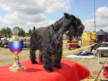 Zwergschnauzer Zwergschnauzer-Liebhaber und Züchter dieser wunderbaren Hunderasseasse