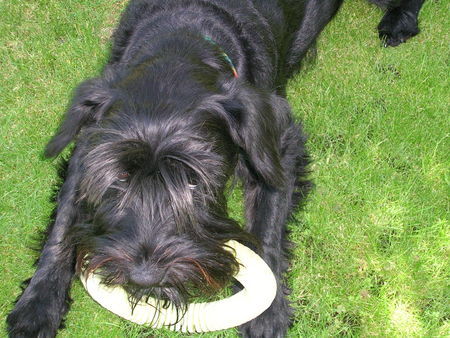 Zwergschnauzer Cindy Laupert vom Augustinenkloster, 6 Jhr.