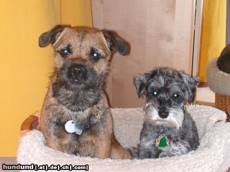 Zwergschnauzer Pookie mit 2 Jahren und Freund Koko