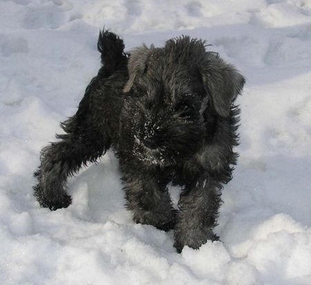 Zwergschnauzer Eiminis Qwin Aniretak