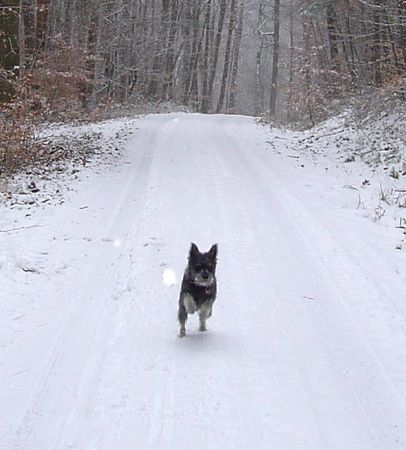 Zwergschnauzer Schön ist es auf der Welt zu sein !!!