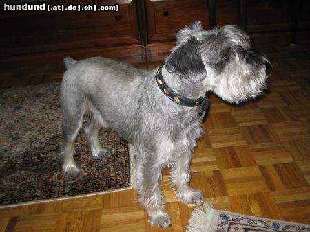 Zwergschnauzer