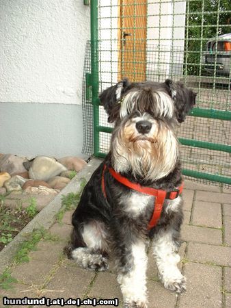 Zwergschnauzer Unsere Jenny