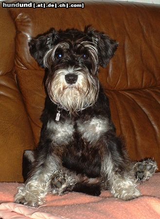 Zwergschnauzer Unsere Jenny