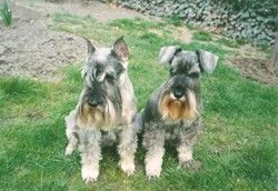 Zwergschnauzer WW Karis z Habri + Buchsy Garbo