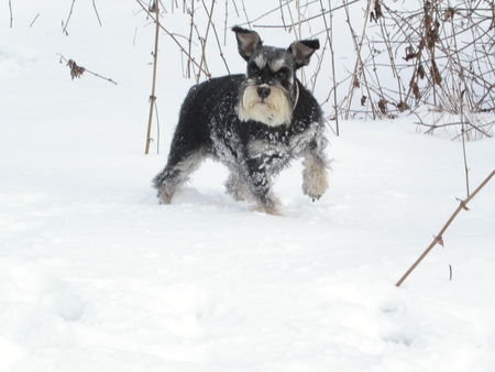 Zwergschnauzer Kira im Schnee