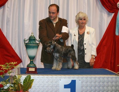 Zwergschnauzer Krawuzi Peppers de Gabritho - Best Male Puppy of Day, Luxembourg