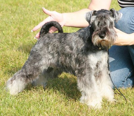 Zwergschnauzer Krawuzi Peppers de Gabritho - Stockerau