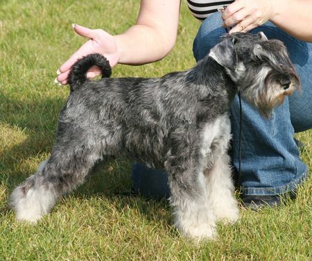 Zwergschnauzer Krawuzi Peppers de Gabritho - Stockerau