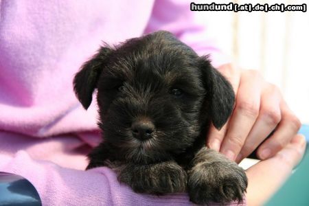 Zwergschnauzer LeeLoo mit 6 Wochen