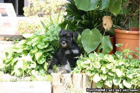 Zwergschnauzer unsere LeeLoo mit 13 Wochen