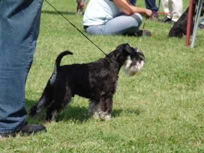 Zwergschnauzer Deckrüde Sanny-Boy läßt sich vom Richter nicht beeindrucken.