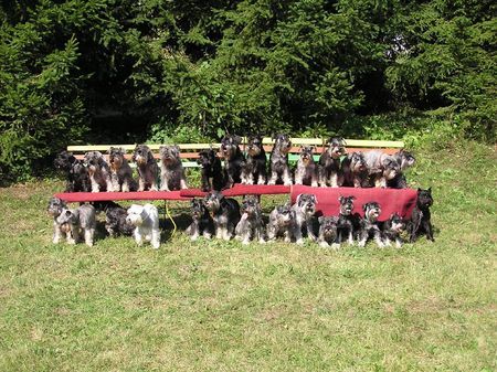 Zwergschnauzer Sommerschule fur Zwergschnauzers in CZ