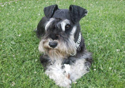 Zwergschnauzer Oskar von den kleinen Strolchen bei seiner Snack-Pause !