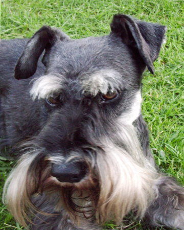 Zwergschnauzer Oskar von den kleinen Strolchen beim Relaxen!