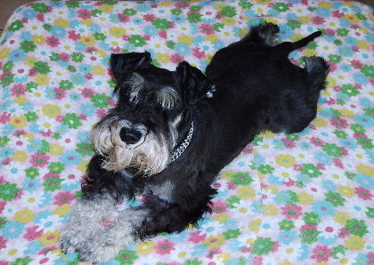 Zwergschnauzer Oskar von den kleinen Strolchen auf seiner Lieblingsdecke