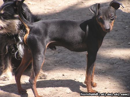 Zwergschnauzer hallo süße 