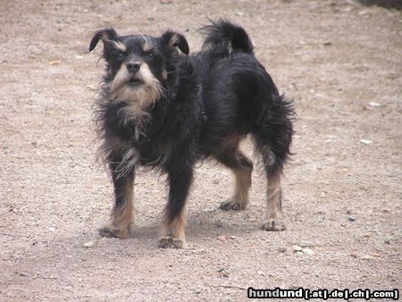 Zwergschnauzer