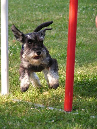 Zwergschnauzer Fini (Mira) von den kleinen Strolchen im Slalom