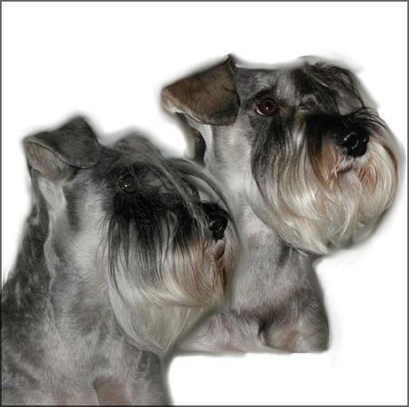 Zwergschnauzer Granada und Jackson de Gabritho