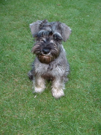 Zwergschnauzer Unser Peter