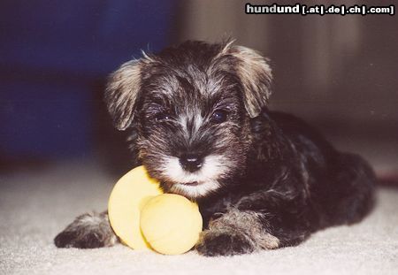 Zwergschnauzer Pookie als Baby