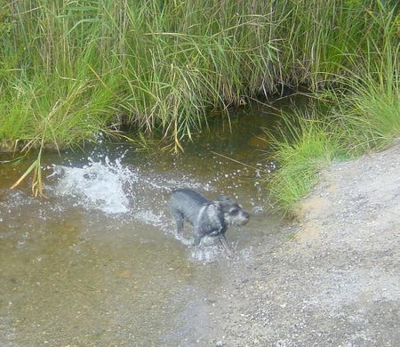 Zwergschnauzer Badevergnügen pur