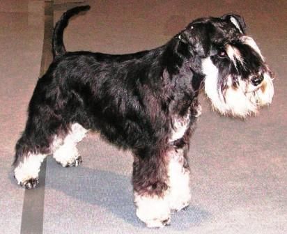 Zwergschnauzer Qaspar von den kleinen Strolchen, Jugendbester 2007