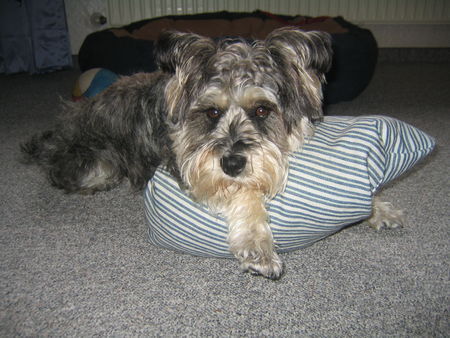 Zwergschnauzer Das ist Ruby mit Knuffelkissen