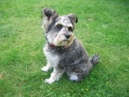 Zwergschnauzer das ist unser Zwergschnauzer Ruby