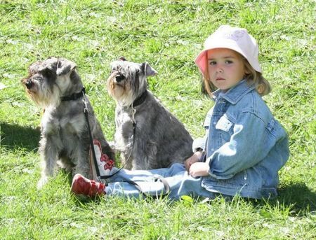 Zwergschnauzer Pepper und Jacob mit ihrer kleinen Freundin