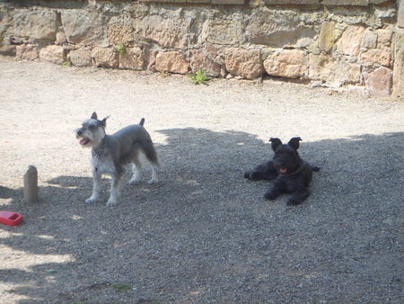 Zwergschnauzer CLEO und CHILI in MARBURG