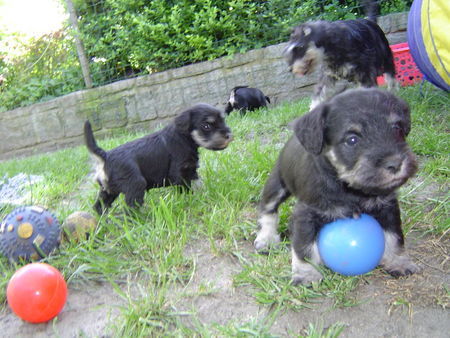 Zwergschnauzer spielende Welpen