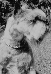 Zwergschnauzer Bubi v.d. Geest (Zwergschnauzer 1969)