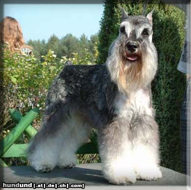 Zwergschnauzer Dredzik 