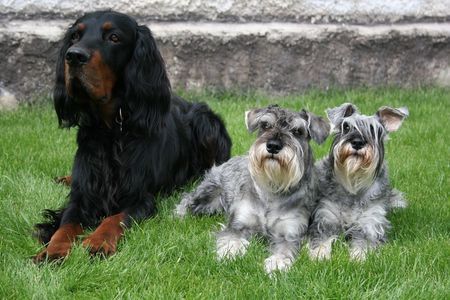 Zwergschnauzer Pepper und Jacob mit ihrem Freund Easy