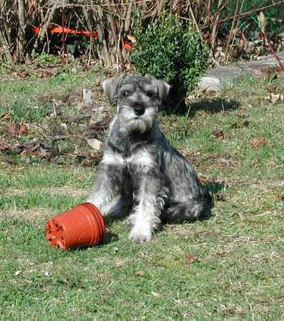 Zwergschnauzer Jackson de Gabritho 