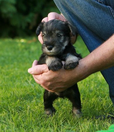 Zwergschnauzer Laurin Peppers de Gabritho