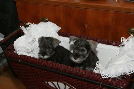 Zwergschnauzer Laurin und Little Joe Peppers de Gabritho