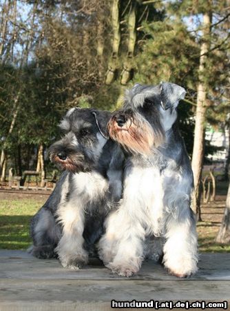 Zwergschnauzer Minnie & Nimmersatt Peppersdegabritho