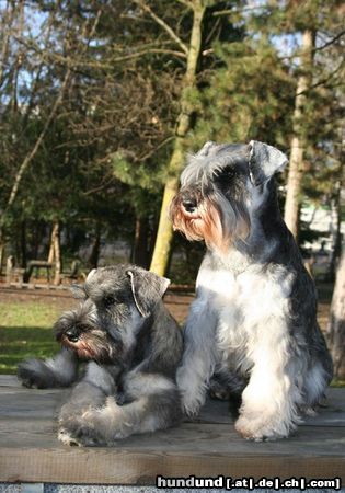 Zwergschnauzer Minnie & Nimmersatt Peppersdegabritho