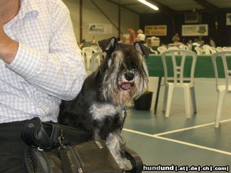 Zwergschnauzer Manchmal lass ich mich fahren im rollstuhl von Herrchen