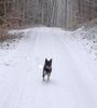 Zwergschnauzer Hund