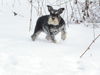 Zwergschnauzer Hund